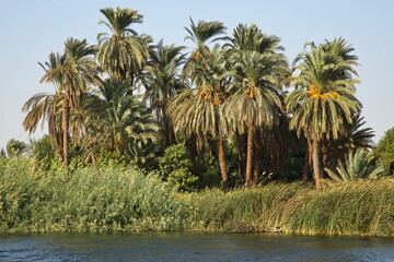 Palm trees on the shore of Nile in Egypt, Africa
