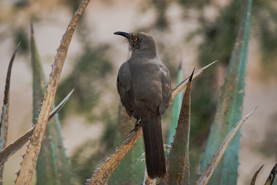 Curve-billed thrasher perching on an agave plant looking away from the camera and back towards the camera