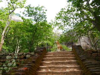 Sigiriya au Sri Lanka