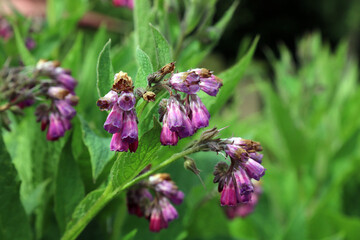 Closeup of Common Comfrey flowers, Derbyshire England
