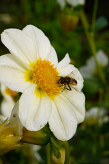 the bee collects honey in summer dahlias, summer flowers and insects