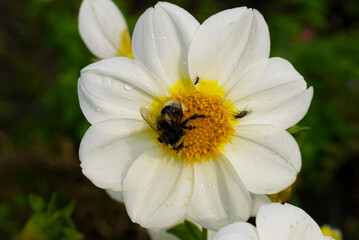Obraz premium bumblebee collects honey in summer dahlias, summer flowers and insects