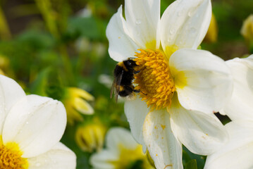 Obraz premium bumblebee collects honey in summer dahlias, summer flowers and insects