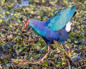 A Purple swamphen running around field