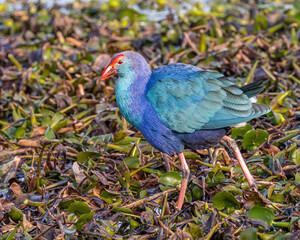 A Purple Swamphen moving ina wet land