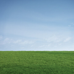 Green meadow grass with blue sky background.3d rendering