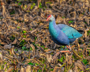 A purple Swamphen moving in a wet land for food
