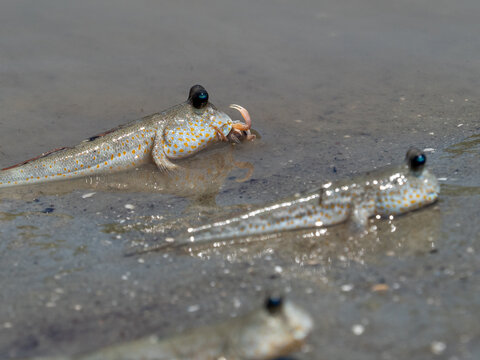 Mudskipper feeding on a little crab in Pulau Ketam, Malaysia
