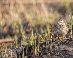 A Crested Lark resting in a field
