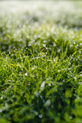 Fototapeta na wymiar Dew on the grass at dawn. Bright sunshine and.fresh plants. Image for background and wallpaper. Flora. Bokeh.