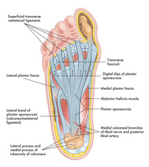 Foot anatomy illustration, with annotations. - obrazy, fototapety, plakaty