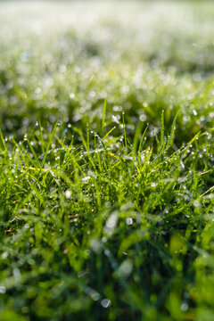 Dew on the grass at dawn. Bright sunshine and.fresh plants. Image for background and wallpaper. Flora. Bokeh.