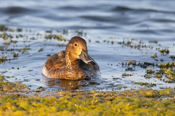 A female redhead (Aythya americana) duck on a lake in Sarasota County, Florida