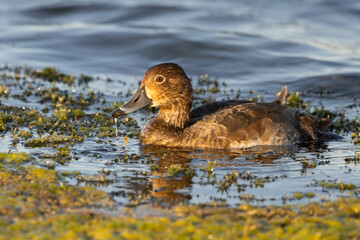 A female redhead (Aythya americana) duck on a lake in Sarasota County, Florida