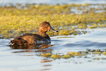 A female redhead (Aythya americana) duck on a lake in Sarasota County, Florida