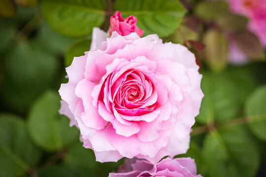 Close up image of a pink rose in garden from above.