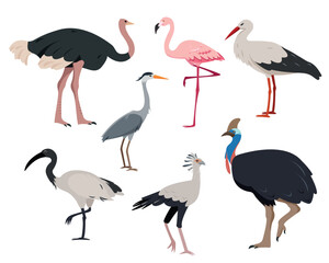 Birds collection. Ostrich, flamingo, cassowary, stork, heron, secretary bird and ibis in different poses. Set of birds with large legs. Vector icons illustration isolated on white background.