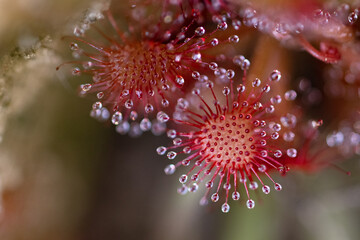 A sundew (Drosera sp.) — an amazing carnivorous plant in Myakka River State Park, Florida © Hayley Rutger