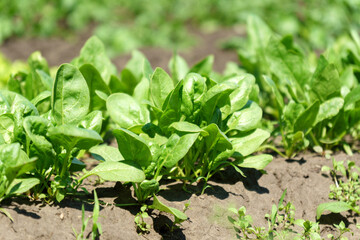 Green spinach growing in the garden on a vegetable farm. Healthy food in your own kitchen garden