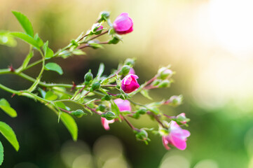 kwitnący krzew róży na zielonym tle