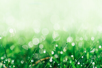 soczysta zielona trawa jako tło z kroplami rosy - obrazy, fototapety, plakaty