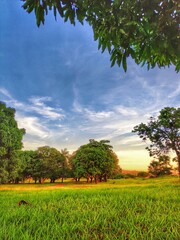 landscape with trees