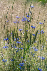 kolorowa dzika łąka kwiatowa z chabrami i trawami © Henryk Niestrój