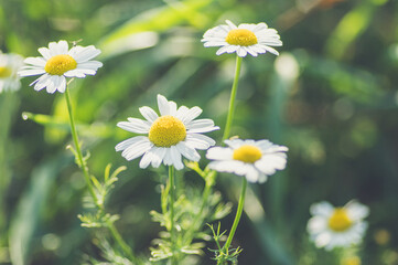 wiosenne kwiaty margerytki na łące kwietnej - obrazy, fototapety, plakaty