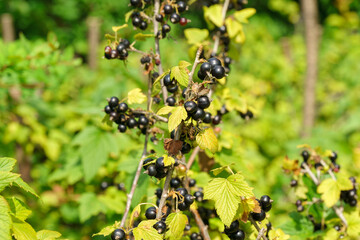 Black currant berries on the bush with green leaves. Organic farm, sustainable farming, homegrown...