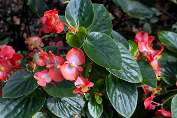 flowers and leaves in the garden