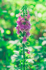 naparstnica purpurowa (Digitalis purpurea) wśród zielonych traw w lesie © Henryk Niestrój
