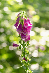 naparstnica purpurowa (Digitalis purpurea) wśród zielonych traw w lesie