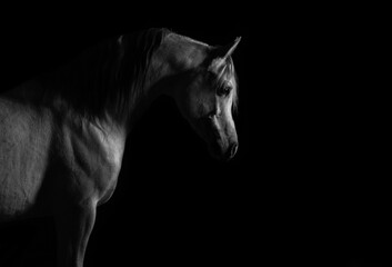 Fototapeta na wymiar black horse isolated