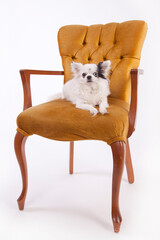 White long haired Chihuahua on a vintage chair