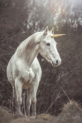 Naklejka na ściany i meble Portrait of a white arabian horse dressed as unicorn outdoors