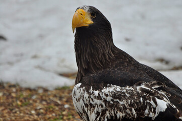 Animals - traditionally (since Aristotle) distinguished category of organisms, currently considered as a biological kingdom. Animals are the main object of study of zoology.