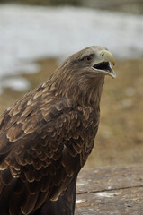 Animals - traditionally (since Aristotle) distinguished category of organisms, currently considered as a biological kingdom. Animals are the main object of study of zoology.