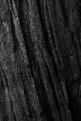 Fototapeta premium Charred Bark Of Pine Tree
