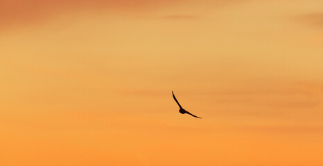 Fototapeta premium Silhouette bird in flight on the sunset sky.
