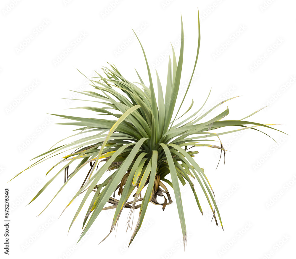 Aufkleber Isolated cutout PNG of a yucca on a transparent background