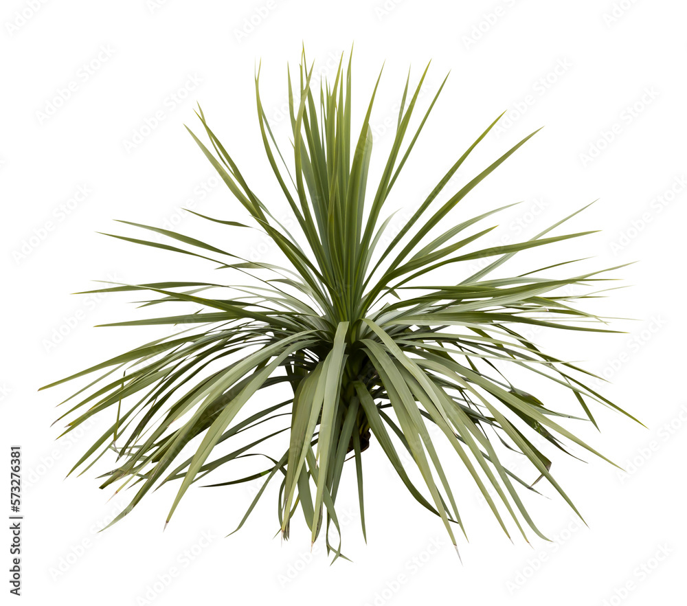 Aufkleber isolated cutout png of a yucca on a transparent background