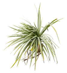 Isolated cutout PNG of a yucca on a transparent background