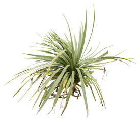 Isolated cutout PNG of a yucca on a transparent background