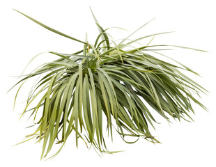 Isolated cutout PNG of a yucca on a transparent background - obrazy, fototapety, plakaty