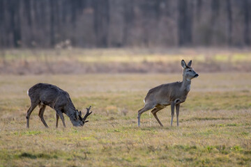 deer in the forest