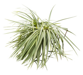 Fototapeta premium Isolated cutout PNG of a yucca on a transparent background