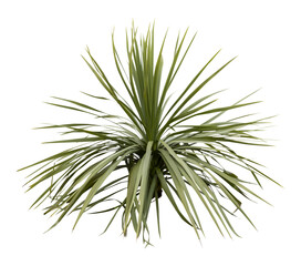 Isolated cutout PNG of a yucca on a transparent background