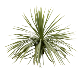 Isolated cutout PNG of a yucca on a transparent background