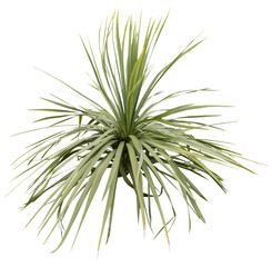 Isolated cutout PNG of a yucca on a transparent background