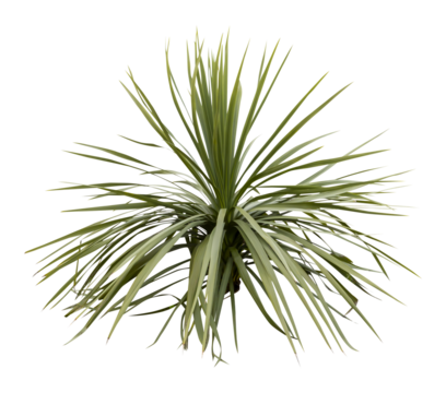 Isolated cutout PNG of a yucca on a transparent background